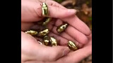 เรื่องราวของความเป็นอมตะของมนุษย์: ในที่สุดแมลงกินทองก็ได้รับการปลูกฝัง!