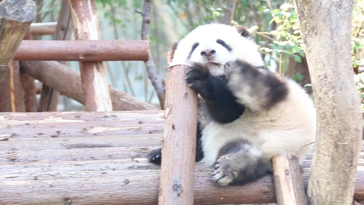 [Panda] Scratching with its short legs