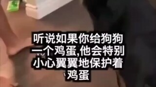 狗狗与鸡蛋挑战