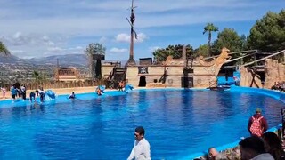 dolphin fun