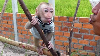 Super Cute Baby Maki refresh To speak and play With Dad In the vegetable garden Very Happy