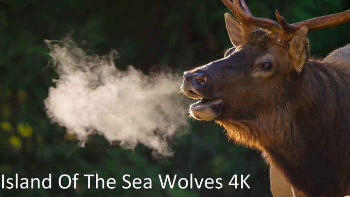 Island Of The Sea Wolves 4K