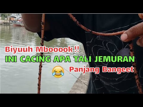 Pakai umpan Cacing laut (empun empun) terpanjang di dunia, lihat apa yang ku dapat