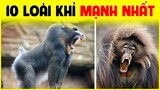 Hoá Ra Đây Là 10 Loài Khỉ Mạnh Nhất Thế Giới | Bất Ngờ Vị Trí Số 1 - HKP