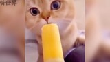 猫咪第一次吃冰棒，这表情太不可思议了