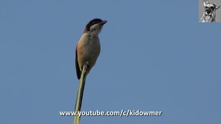 Bird Call: LONG-TAILED SHRIKE - Adult vs Juvenile