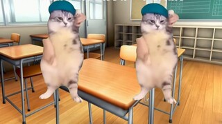 【Meme kucing】Sembilan tahun karier tari rumahan saya sejauh ini (Bagian 1)