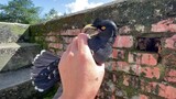 A Clever Myna Called for Help When It Got Caught