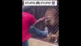 Lion eats man finger