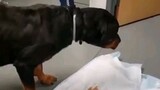 dog accidentally swallows owner's  d*ldo 🥶🥶🥶🤮🤮🤮😂😂😂