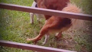 Breeding dogs