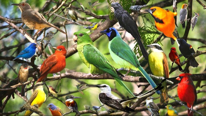 Part2 | Parrot Talking | Beautiful View of Birds | Birds Voice