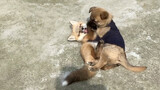 Câu chuyện tình yêu giữa 2 chú cáo và chú chó con