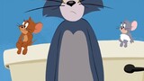 What breed is Tom Cat in Tom and Jerry?
