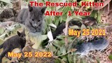 Rescued  Two Abandoned Newly  Born  Crying Kitten Dumped  By The Owner After  1 Year