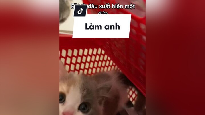 Phận làm anh bất đắc dĩ 🥹 meo cat catsoftiktok AMICLEAR