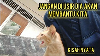 Kisah Kucing Jalanan Yang Datang Kerumah Membawa Tugas Dari Allah..!