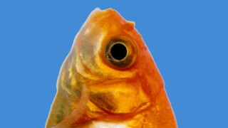 【live2D model sharing】Fish? Fish!