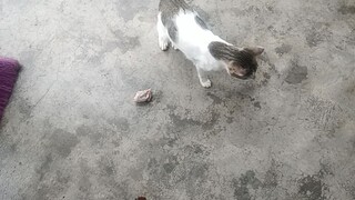 #makan faforit kucing aku adalah kepala ayam mentah