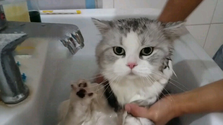 [Animals]My cat seems fake when it's bathing...