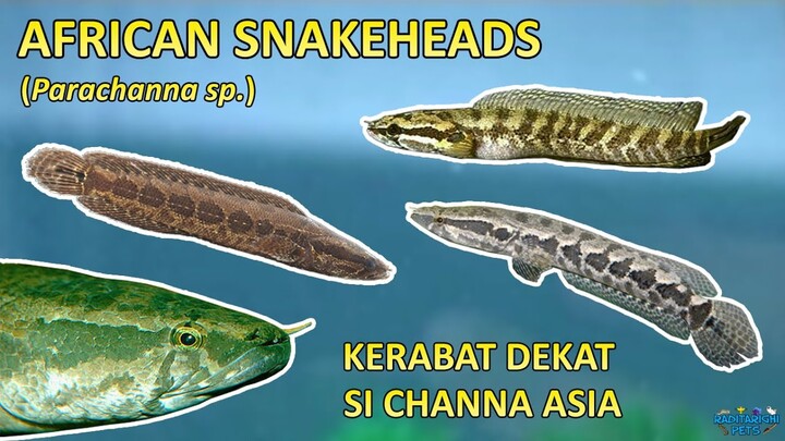 Parachanna: Kerabat dekat ikan Channa dari negeri Wakanda, langka banget !!