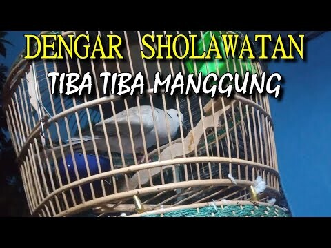 PUTER PELUNG TIBA TIBA GACOR DENGAR SHOLAWATAN SAAT MAHGRIB