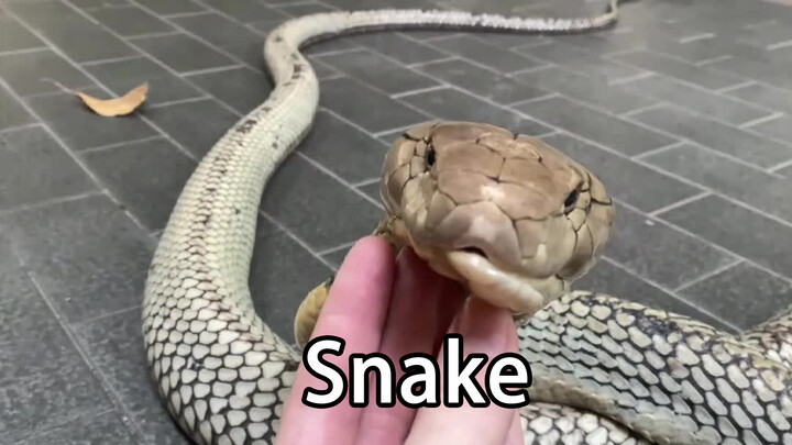 Playing with a snake