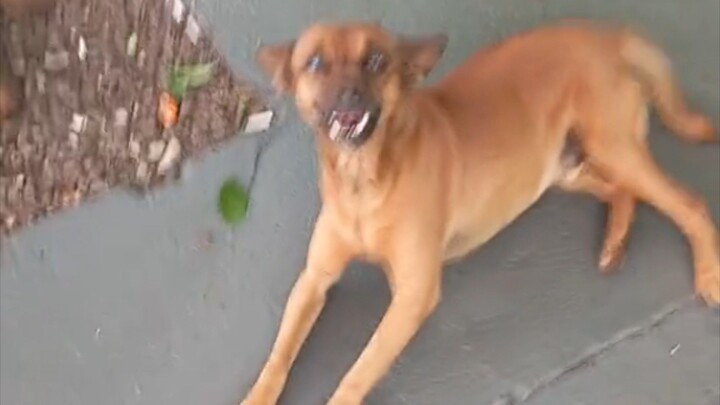 Wild Dogs