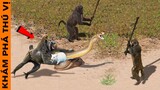 🔥 Bầy Khỉ ĐẠI CHIẾN Rắn Cứu Chuột Và 7 Lần Thất Bại Thảm Hại Của Rắn Trong Thế Giới Động Vật | KPTV