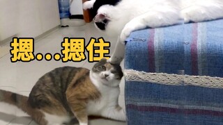 猫认真复仇时我一般不笑，除非忍不住…