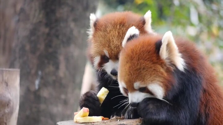 Two cute red pandas look like a couple