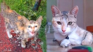 Starving Kitten Shows Up To Guy’s Backyard Asking For Help - Save A Cat