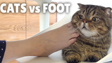 แมว vs เท้า กิตติซอรัส