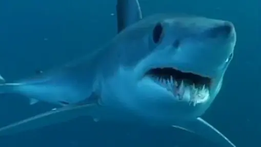 Top 10 Worlds Most Dangerous Sharks