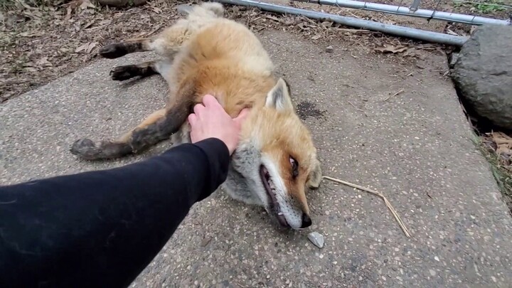 The foxes  that say HEHEHE
