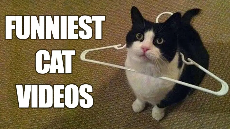 Funny animals - Funny cats _ dogs - Funny animal videos - Bilibili