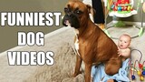 *Try Not To Laugh Challenge* Funny Dogs Compilation [MUST SEE] Funny Dog Videos & Vines 2016