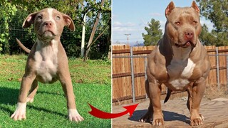 I'm A Big Kid Now - Dogs Grow Up | Pet Squad