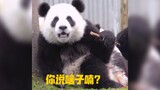 “众所周知大熊猫能听懂四川话”（第二集）