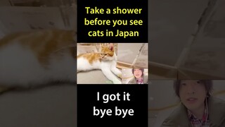 Take a shower before you see cats in Japan