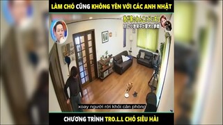 Troll cho ở Việt Nam thì nguy hiểm, còn troll chó ở Nhật thì siêu hài | LT Review