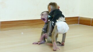 What Happened? | Why Small Baby Monkey Maku bites Ears Brother Little Maki While Play together​