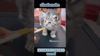 เบบี๋บายบ๊ายบาย #ลูกแมวตลก #พากย์ไทย #funny #พากย์ไทย #cat #แมว #แมวตลก