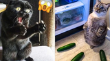 Funny And Cute Animal Reactions That Will Make You Laugh All Day Long 😹😹😹