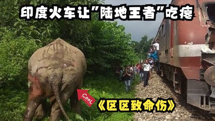 陆地王者都吃瘪,印度火车把大象撞出区区致命伤。