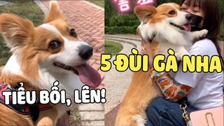 Bạn đang Ế ư? Đừng lo nuôi ngay 1 em CORGI đảm bảo hết Ế 🤣 | Pets TV