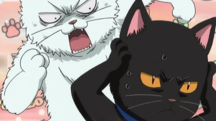 【Gintama】Sakata Gintoki is just a kitten