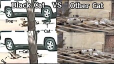 Black Cat  VS.  Other Cat  |  The Compilation of Two Different colors of Cat  |  Daniel thv