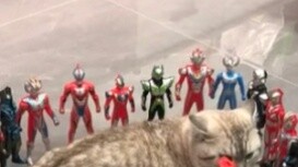 Kesalahan apa yang dilakukan anak kucing kecil itu? Dibutuhkan begitu banyak Ultraman untuk menghuku