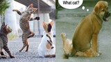Thử Thách Cấm Cười Phiên Bản Chó Mèo | Thú Cưng Hài Hước | TRY NOT TO LAUGH Animals Clean | Tik Tok